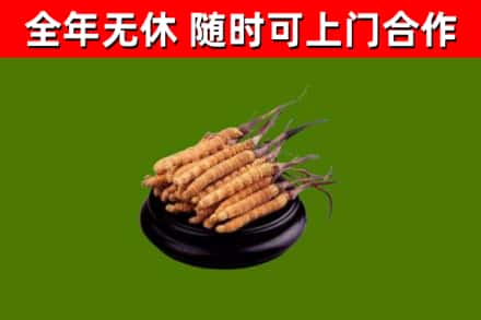 坊子区回收冬虫夏草