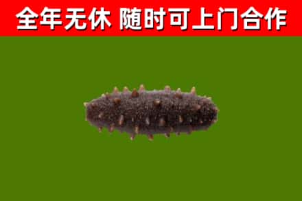 坊子区回收海参干